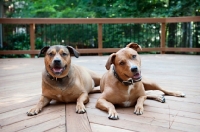 Picture of staffordshire terrier mix littermate brothers sitting together on deck
