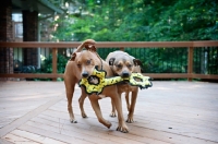 Picture of staffordshire terrier mix littermates playing tug with yellow toy
