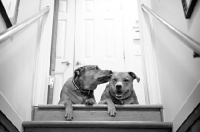 Picture of staffordshire terrier mix littermate brothers interacting at top of stairs