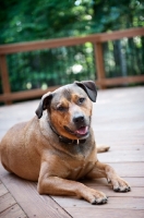Picture of staffordshire terrier mix lying down on porch/deck
