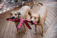 Picture of staffordshire terrier mix playing tug with red toy