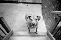 Picture of staffordshire terrier mix standing at bottom of stairs looking up