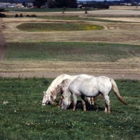 Picture of stallion, mare and foal knabstrups grazing in line