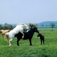 Picture of stallion mounting a mare, mating