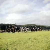 Picture of stallion parade, marbach germany