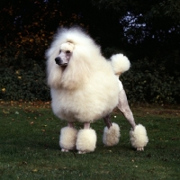 Picture of standard  poodle