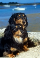 Picture of standard and miniature long haired dachshunds sitting by the sea shore