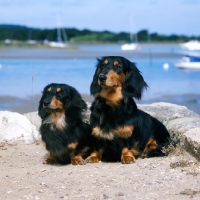 Picture of standard and miniature long haired dachshunds sitting by the sea shore