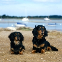 Picture of standard and miniature long haired dachshund sitting on the sea shore