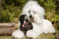 Picture of Standard and Miniature Poodle