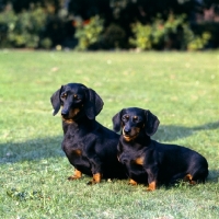 Picture of standard and miniature smooth haired dachshunds sitting on grass