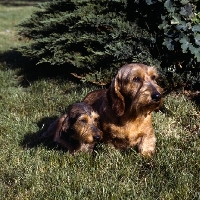 Picture of standard and miniature wire haired dachshunds, ch leiblings joker in the pack and foxearth