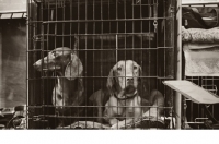 Picture of Standard Dachshund and Hungarian Vizsla in a crate at Crufts