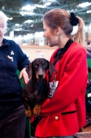 Picture of Standard Dachshund resting in owner's arms at Crufts