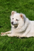 Picture of Standard German Spitz lying on grass