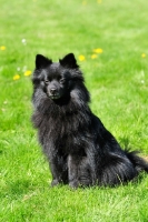 Picture of Standard German Spitz sitting on grass