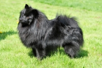 Picture of Standard German Spitz standing on grass