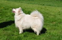 Picture of Standard German Spitz standing on grass