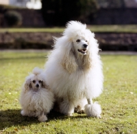 Picture of standard poodle and toy poodle sitting together on grass