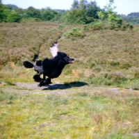 Picture of standard poodle ch montravia tommy gun running on frensham common