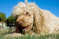 Picture of standard poodle chewing a stick