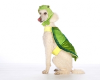 Picture of standard Poodle dressed up as a frog