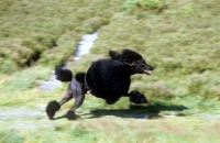 Picture of standard poodle, galloping on frensham common, bis crufts, champion montravia tommy gun