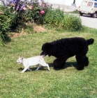 Picture of standard poodle grabbing tail of tabby point siamese cat