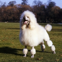 Picture of standard poodle in 1965, ch leighbridge mystic star, owned by morwenna skeaping