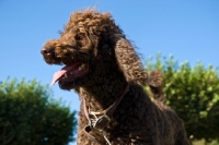 Picture of standard poodle in France