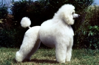 Picture of standard poodle in puppy clip