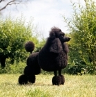 Picture of standard poodle in show pose