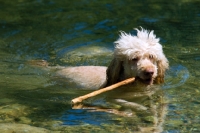 Picture of standard poodle in water with stick