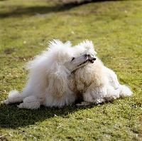 Picture of standard poodle licking toy poodle