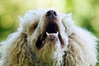 Picture of standard poodle looking up in amazement