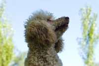 Picture of standard poodle, looking up