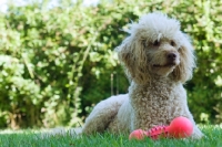 Picture of standard poodle lying in grass with toy