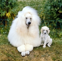 Picture of standard poodle mother and puppy together