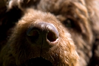 Picture of standard poodle nose close up