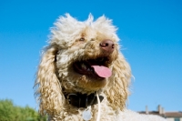 Picture of standard poodle, portrait