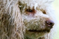 Picture of standard poodle portrait