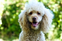 Picture of standard poodle portrait
