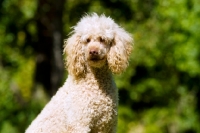 Picture of standard poodle shoulders