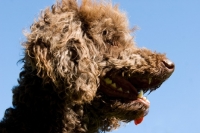Picture of standard poodle, side view portrait