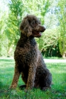 Picture of standard poodle sitting on grass, france