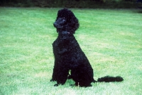 Picture of standard poodle, undocked,  sitting on a lawn