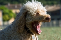 Picture of standard poodle yawning