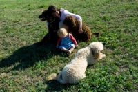 Picture of standard poodles with their loving owner and a baby