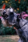 Picture of standard schnauzer barking