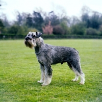 Picture of standard schnauzer breedshot